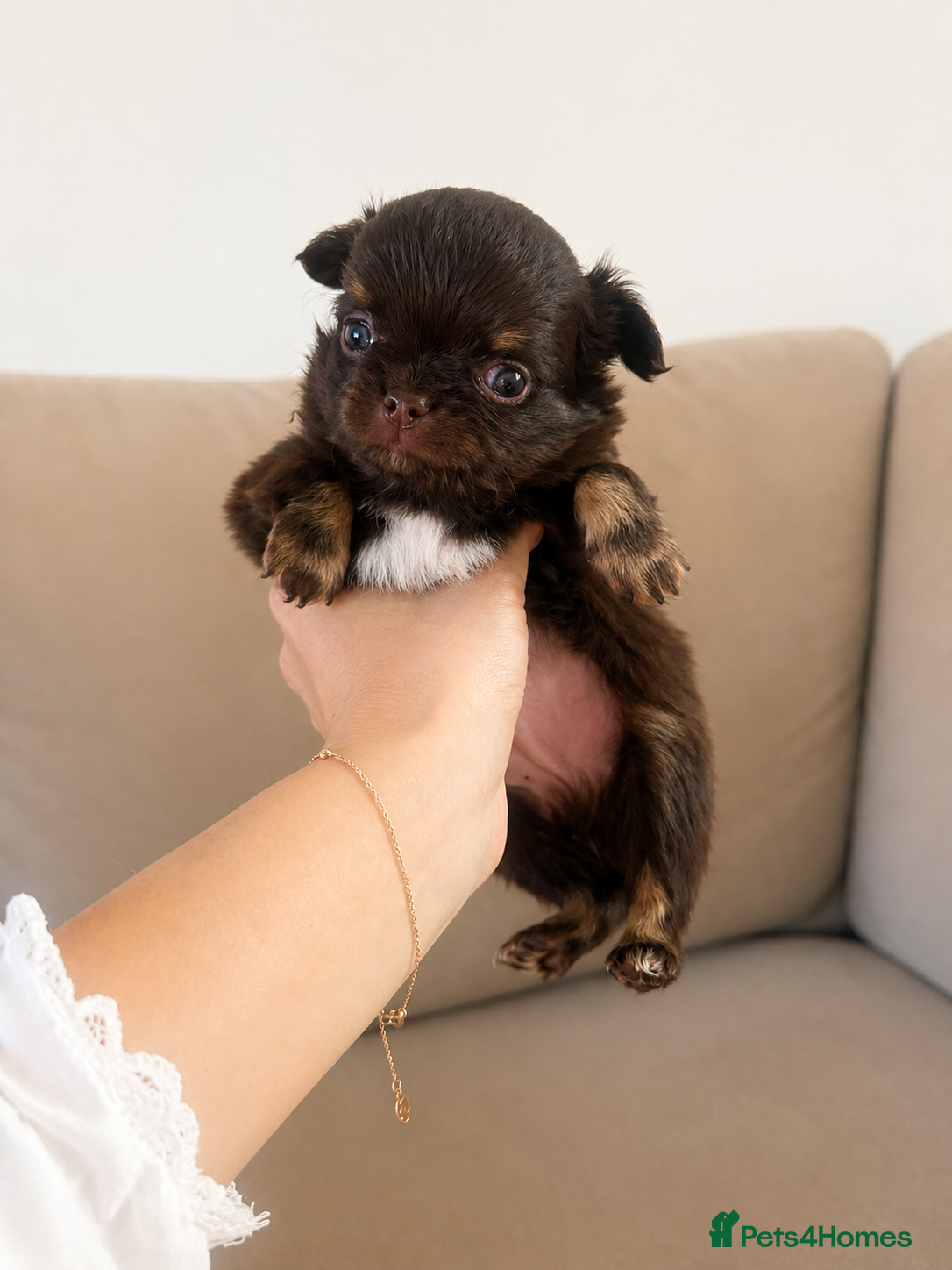 Chihuahua dogs 🤎 Special  **  Silver, Chocolate Chihuahuas - Advert 3