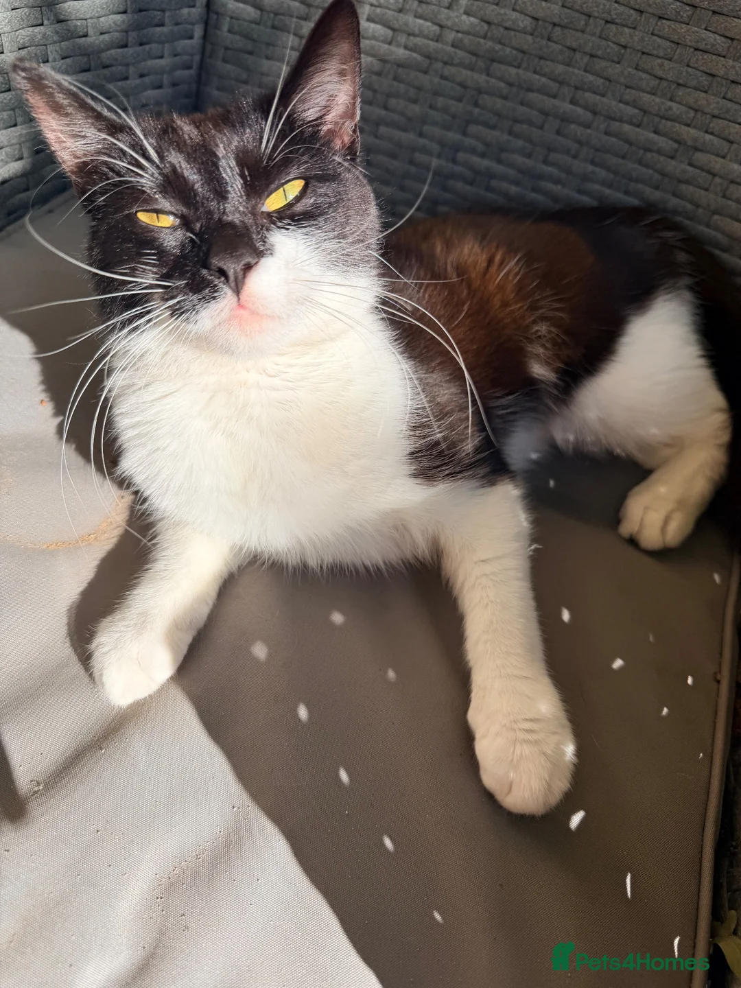British Shorthair cats for sale: Beautiful little girl, needs loving home.  - Advert 1