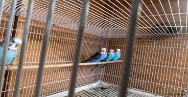 Budgerigars birds - Advert 7
