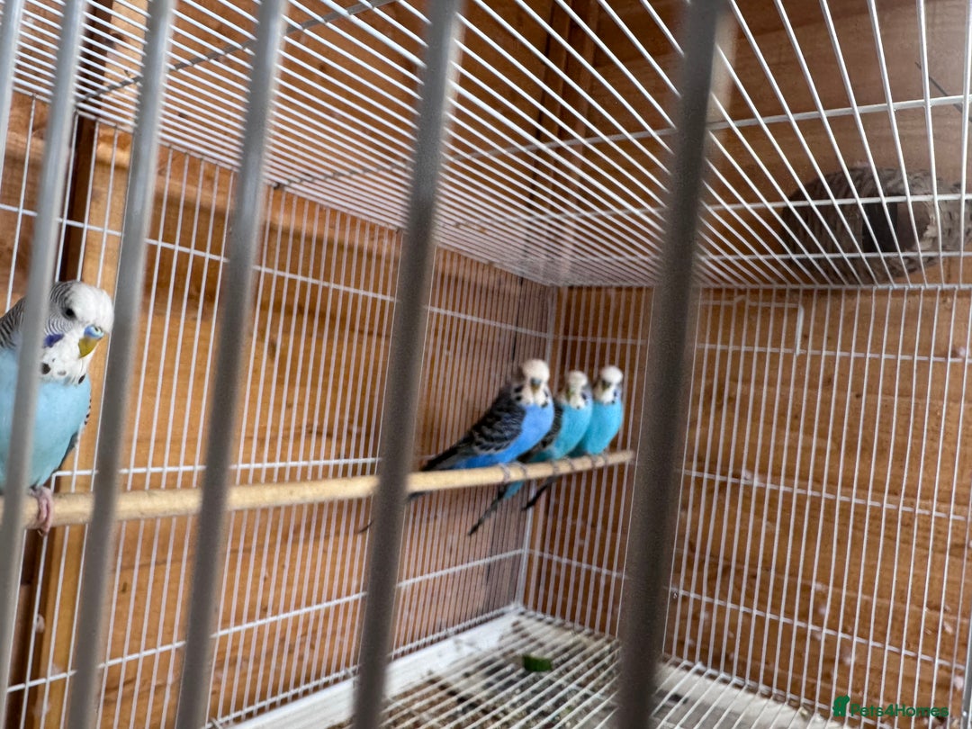 Budgerigars birds for sale: Stunning healthy budgies - Image 2