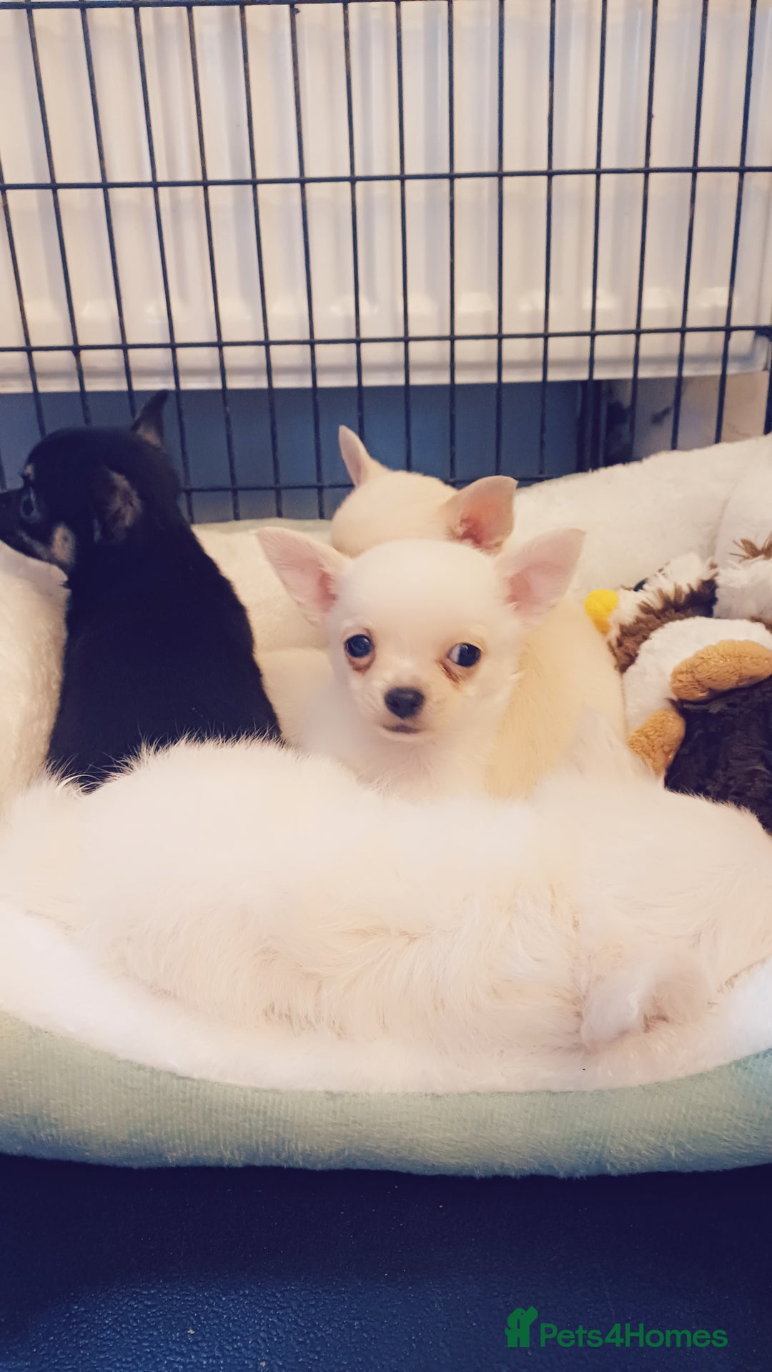 Chihuahua dogs for sale: Pedigree chihuahua puppies for sale - Advert 7