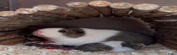 Guinea Pig rodents for sale: Baby boy guinea pigs for sale - Advert 3