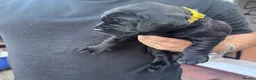 Labrador Retriever dogs for sale: KC Registered beautiful working labrador puppies in Oldham - Advert 23