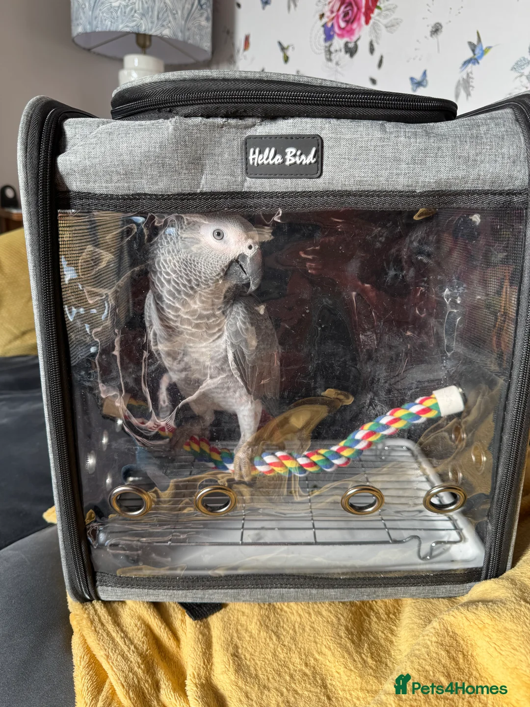 Parrots birds for sale: 7 Month old, male African Grey Parrot - Advert 7