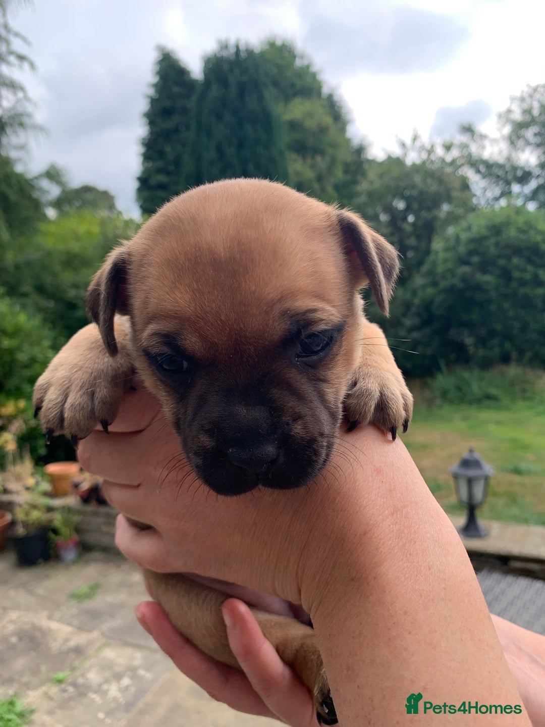 Staffordshire Bull Terrier dogs for sale: Stunning Red Staffy puppies KC top bloodlines - Image 4