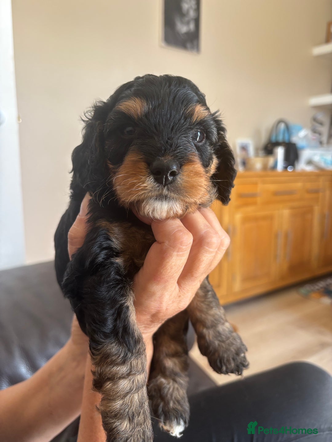 Cavapoo dogs for sale: Outstanding Blk and tan toy cavapoo male left  - Image 19