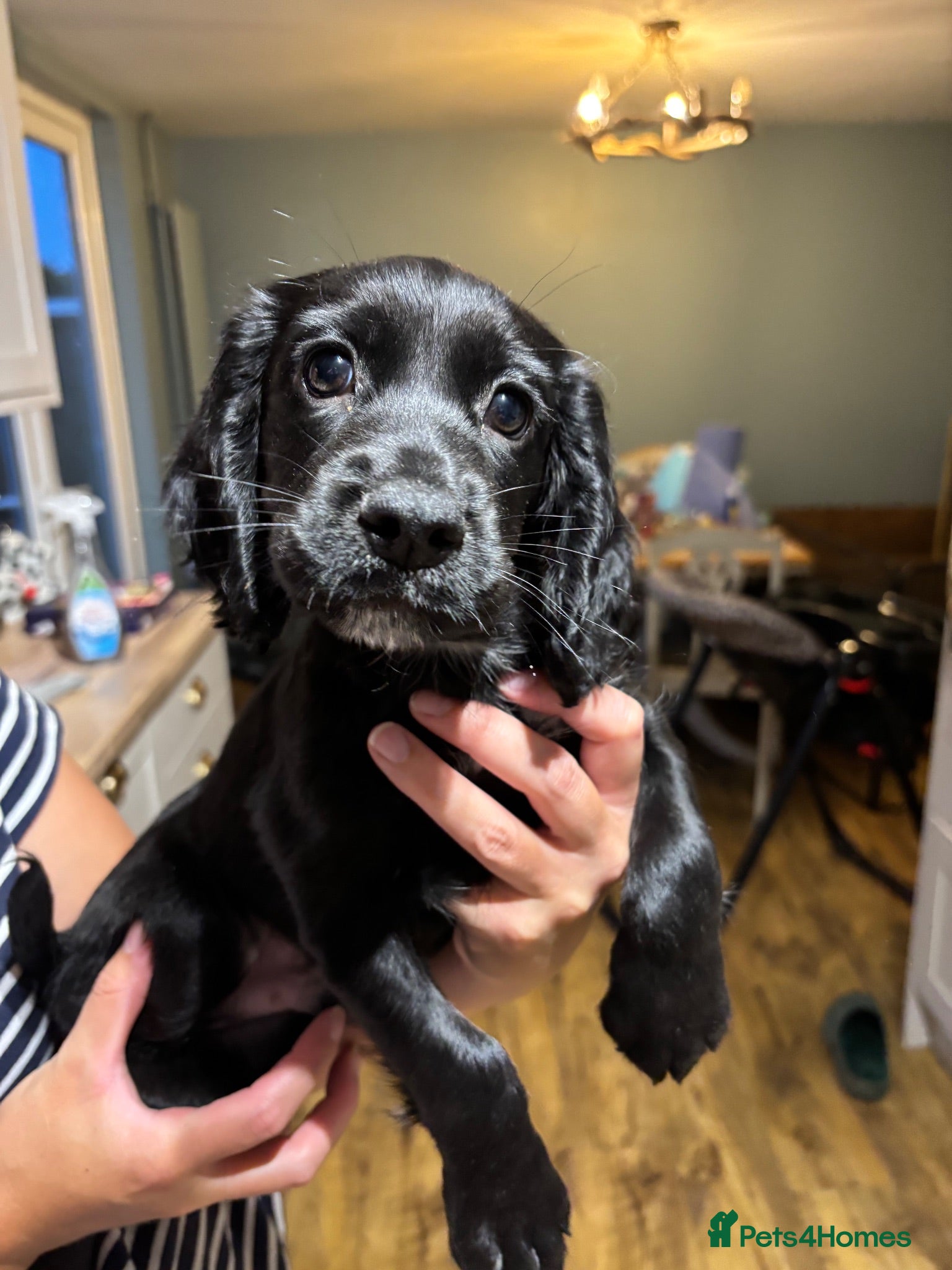 Cocker Spaniel dogs 1 black boy still available  - Advert 6