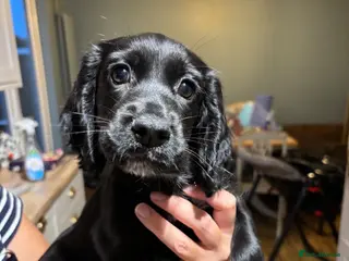 Cocker Spaniel dogs 1 black boy still available - Advert 6