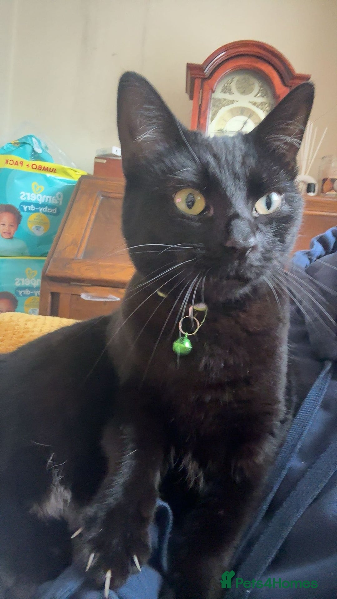 Mixed Breed cats for sale: binx - in need a forever home - Advert 9