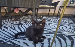 British Shorthair cats for sale: Cuddly black kitten  - Image 1