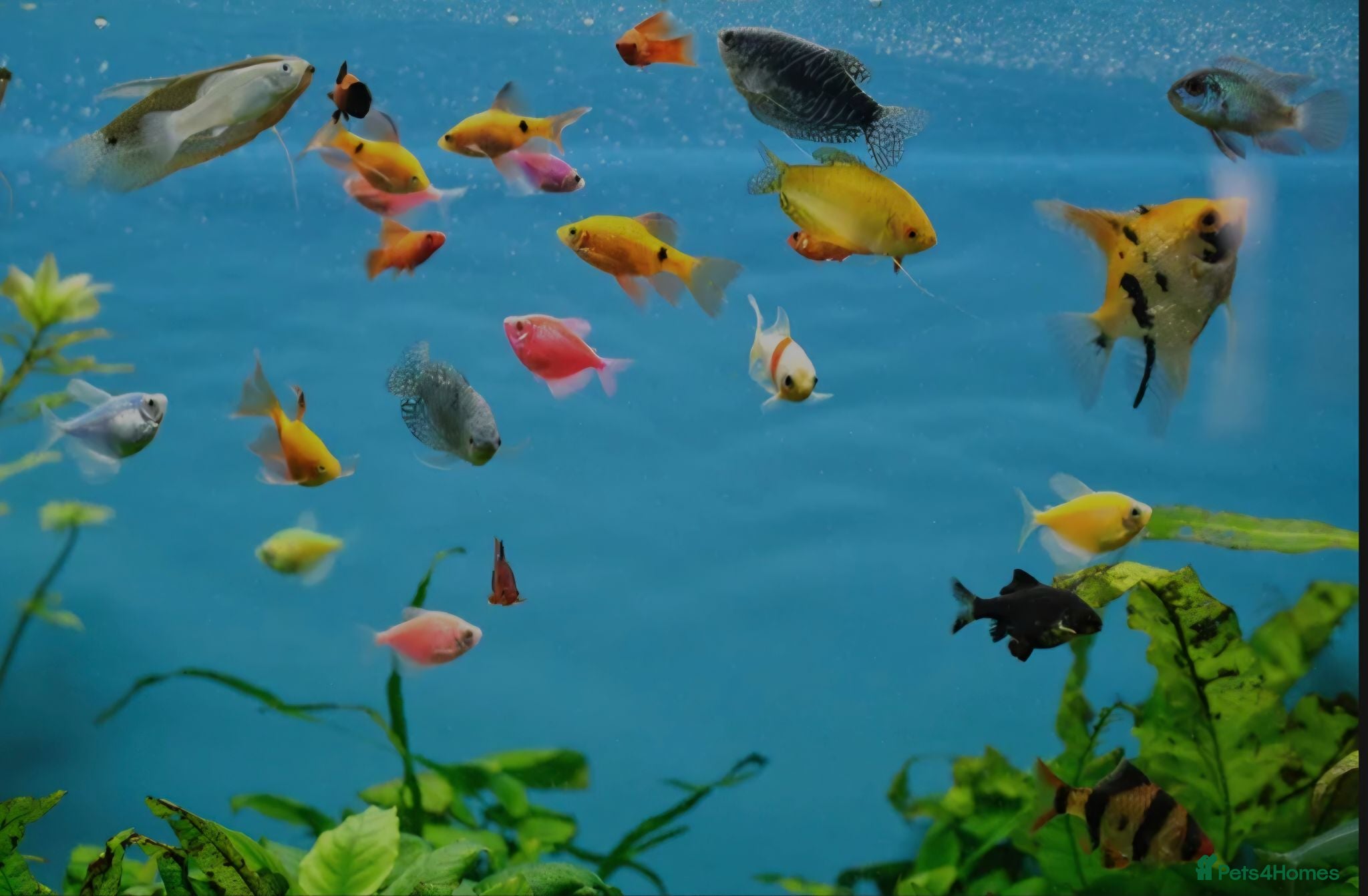 Koi Carp fish 4 fish - Advert 1