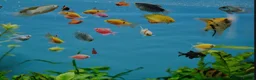 Koi Carp fish for sale: 4 fish in London - Advert 1