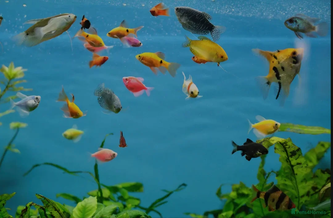 Koi Carp fish for sale: 4 fish in London - Advert 1