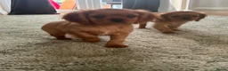 Cavalier King Charles Spaniel dogs for sale: Ruby Cavalier King Charles Spaniel Puppy’s  - Advert 2