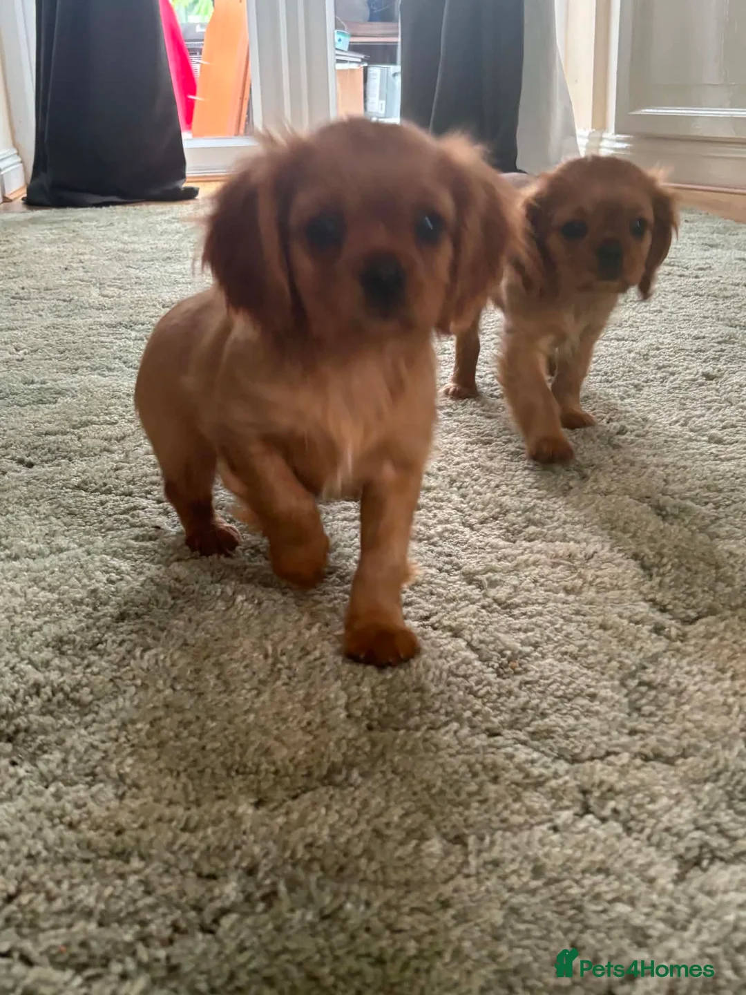 Cavalier King Charles Spaniel dogs for sale: Ruby Cavalier King Charles Spaniel Puppy’s  - Advert 2