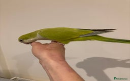 Parrots birds for sale: Hand reared baby quaker - Image 12