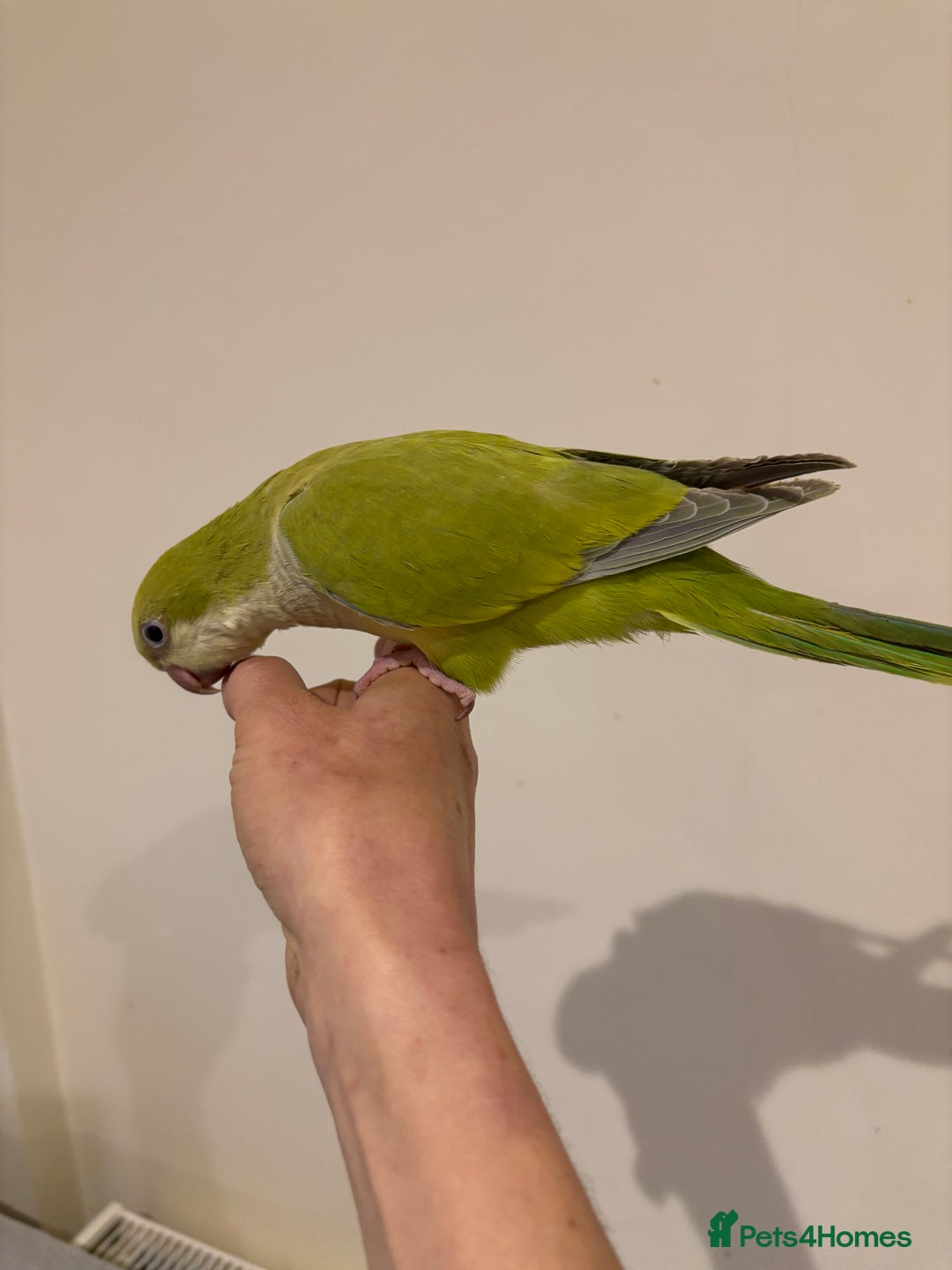 Parrots birds for sale: Hand reared baby quaker - Image 12
