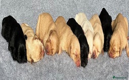 Labrador Retriever dogs for sale: KC registered traditional working Labrador puppies - Image 6
