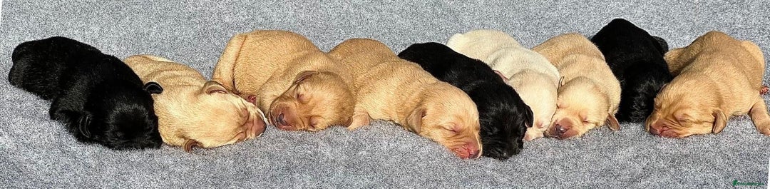Labrador Retriever dogs for sale: KC registered traditional working Labrador puppies - Image 6