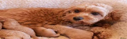 Cavapoo dogs for sale: 5*Licensed+DNAtested+Vetchecked+Red+Apricot+Cream - Advert 24