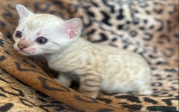 Bengal cats for sale: Outstanding Bengal kittens European Champion sire! - Image 5
