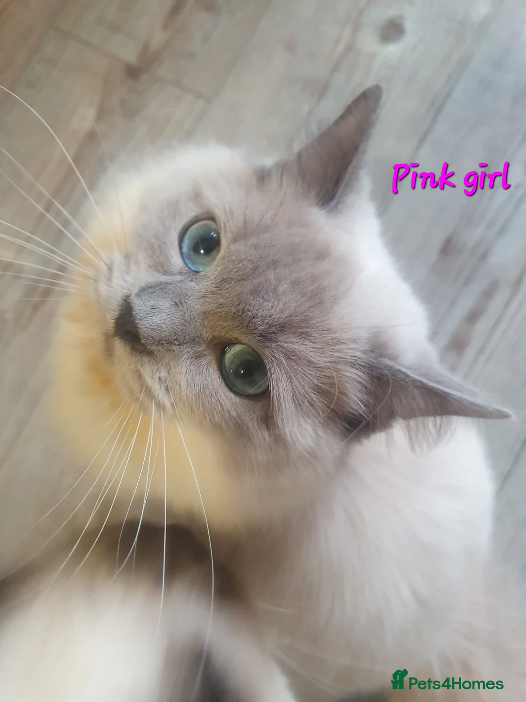 Ragdoll cats for sale: Sweet&Playful ragdolls - Advert 18