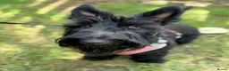 Scottish Terrier dogs for sale: 3 Beautiful KC Registered Scottish Terrier Males🐾 in Stone - Advert 25