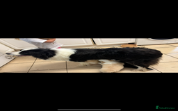 Border Collie dogs for sale: KC SHOWLINE CHAMPIONSHIP BLOODLINES🏅 - Image 6