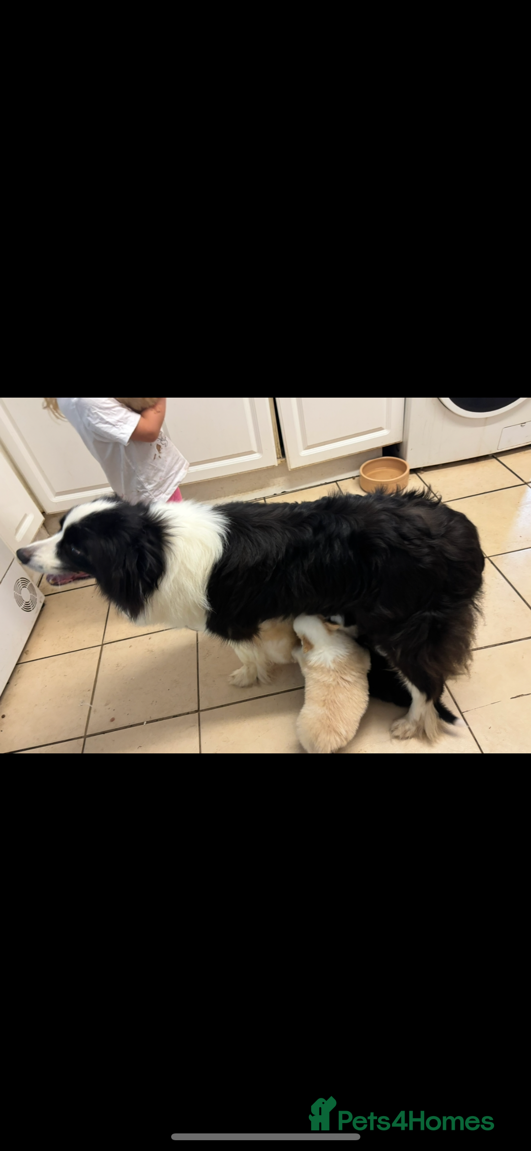 Border Collie dogs for sale: KC SHOWLINE CHAMPIONSHIP BLOODLINES🏅 - Image 6
