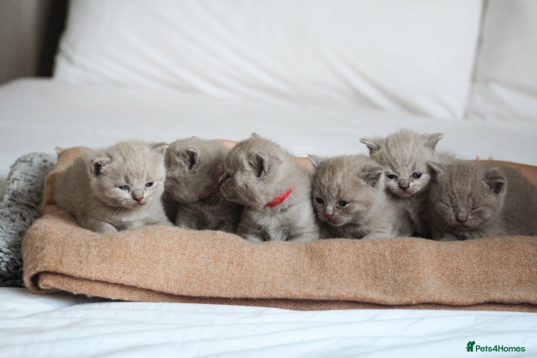British Shorthair cats for sale: 🩶🐈🐾 Stunning BSH Kittens 🩶🐈🐾 - Image 13