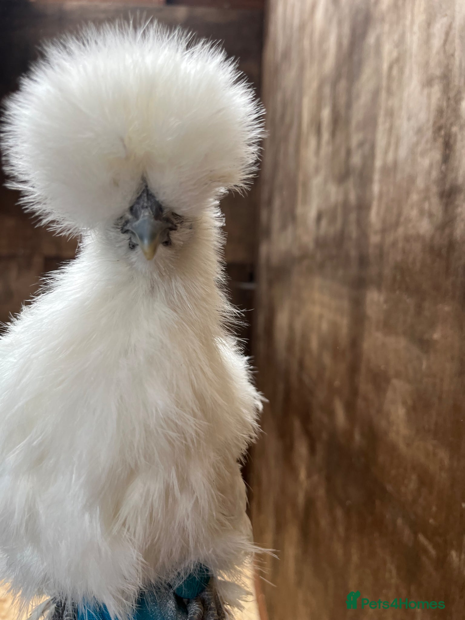 Chickens poultry Bantam chickens POL silkies pekins - Advert 1