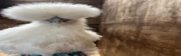Chickens poultry for sale: Bantam chickens POL silkies pekins - Advert 1
