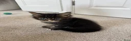 Maine Coon cats for sale: Beautiful Maine Coon kittens looking for new home - Advert 3