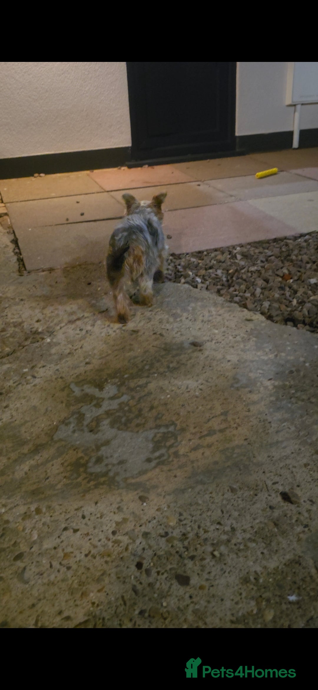 Yorkshire Terrier dogs for sale: Yorkshire terrier 8 months old girl - Advert 6