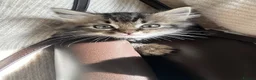 Mixed Breed cats for sale: Ragdoll Longhair female - Advert 5