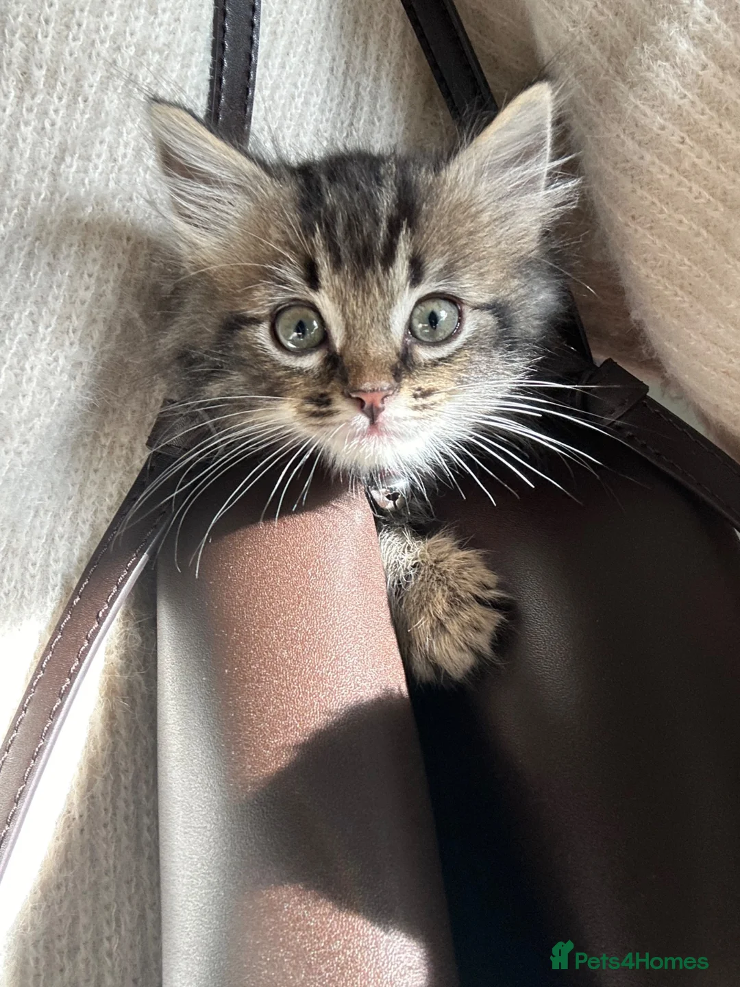 Mixed Breed cats for sale: Ragdoll Longhair female - Advert 5