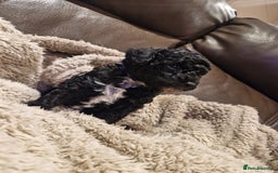 Cockapoo dogs for sale: F1B miniature/toy Cockapoos - Image 6