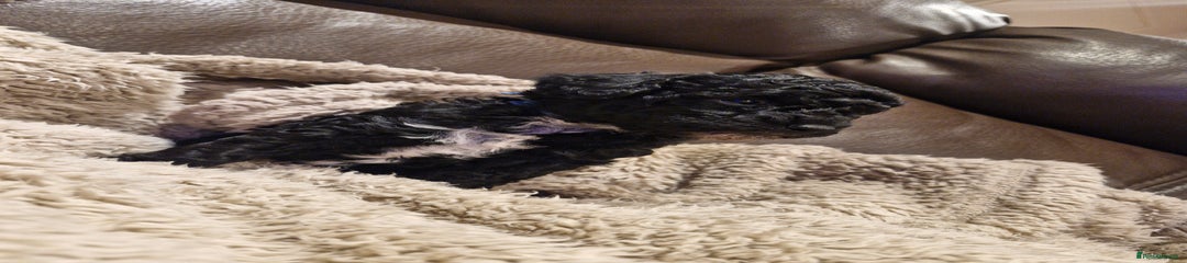 Cockapoo (blue collar)