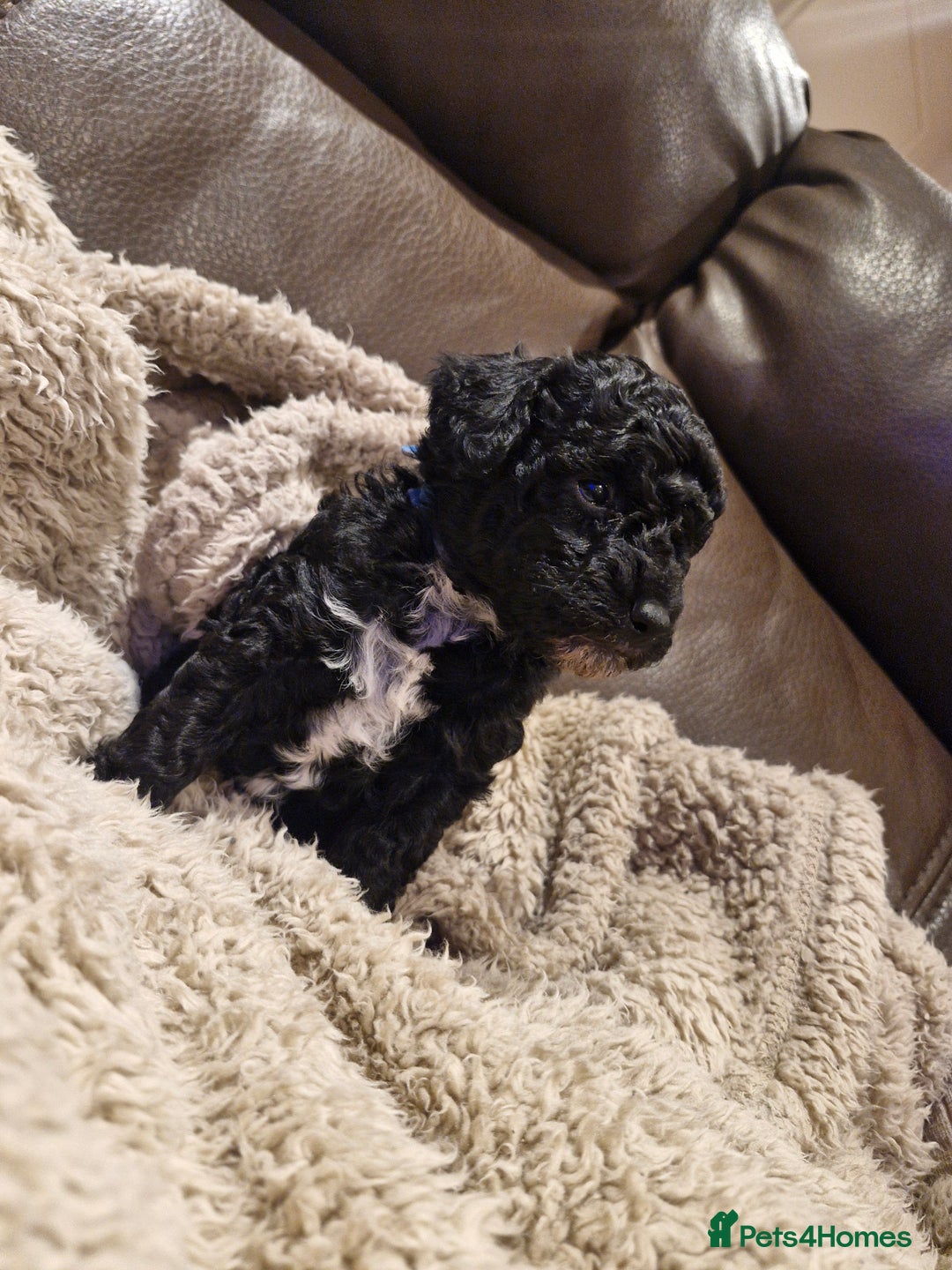 Cockapoo dogs for sale: F1B miniature/toy Cockapoos - Image 6