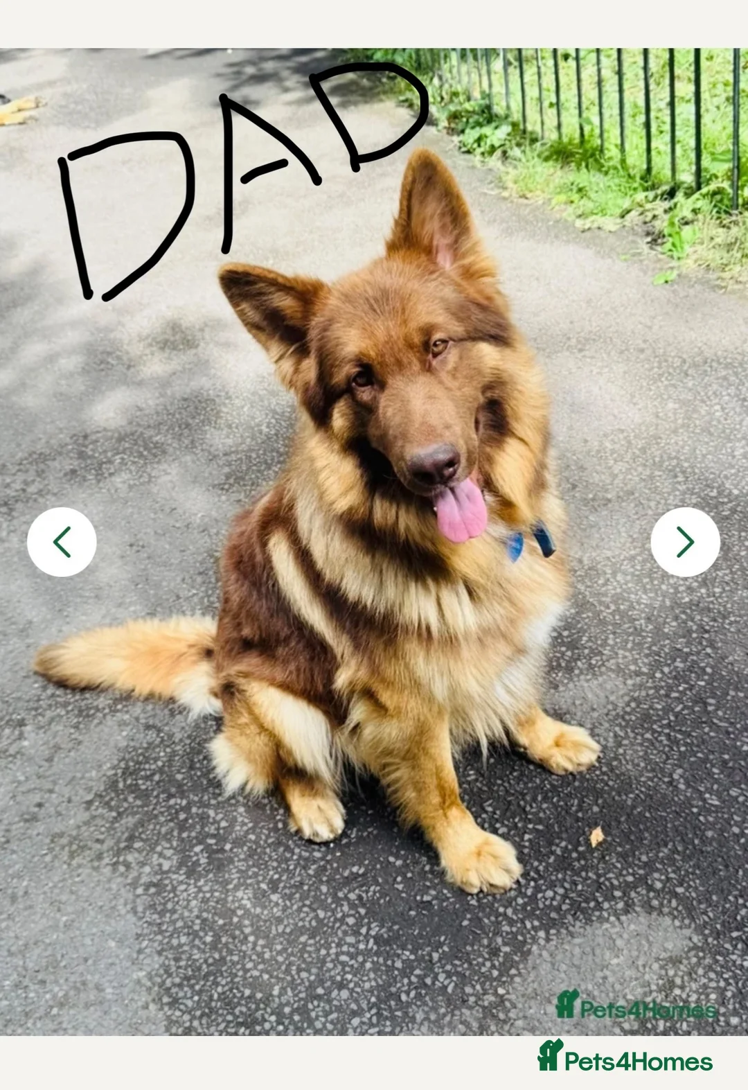 German Shepherd dogs for sale: Pure pedigree KC registered German shepard puppies - Advert 2
