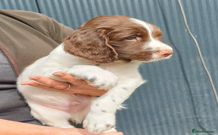 English Springer Spaniel dogs - Advert 11