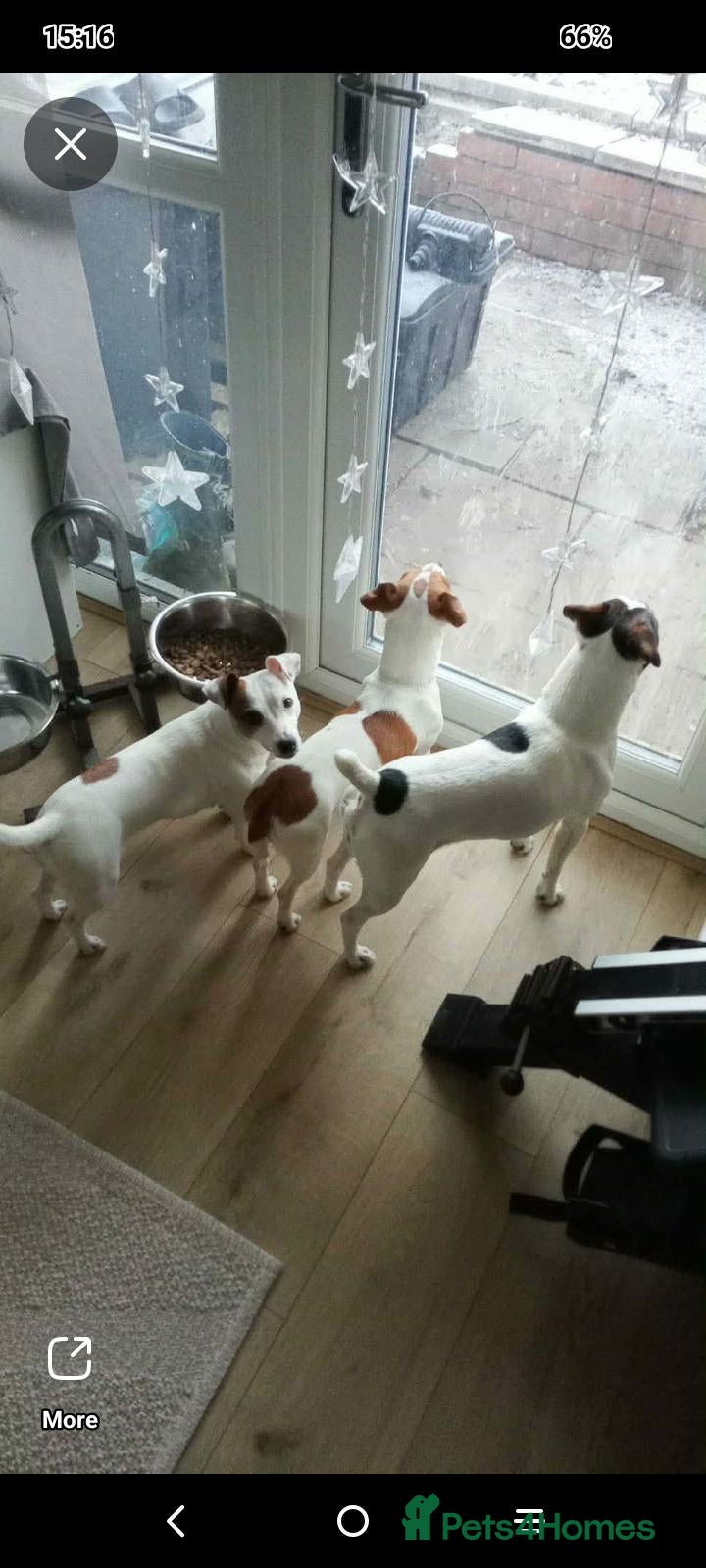 Jack Russell dogs JRT boy pup white and tan  - Advert 22