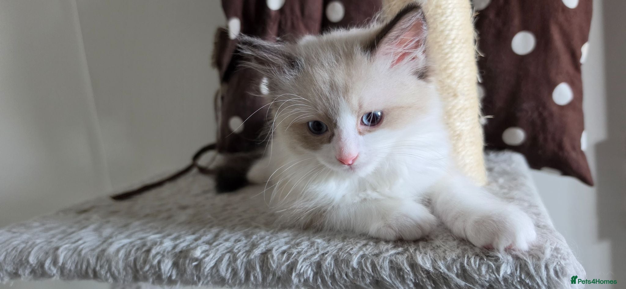 Ragdoll cats 💉🩺 Cute Ragdoll vaccinated & microchipped - Advert 2