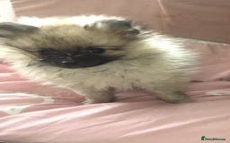 Pomeranian dogs for sale: ** Pomeraniums  - Image 37