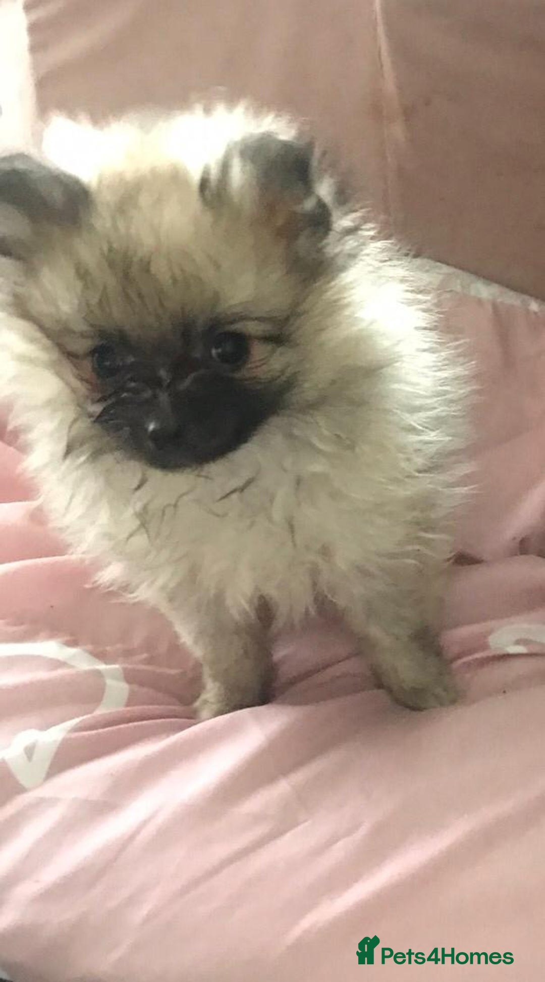 Pomeranian dogs for sale: ** Pomeraniums  - Image 37