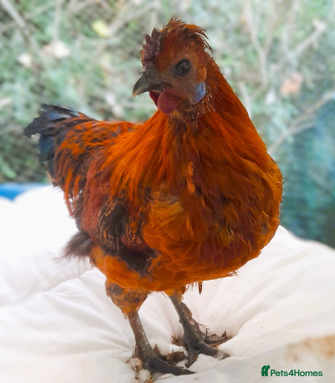 Chickens poultry for sale: Handsome Golden Cockerel – Medium Size - Advert 1