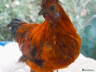 Chickens poultry Handsome Golden Cockerel – Medium Size - Advert 7