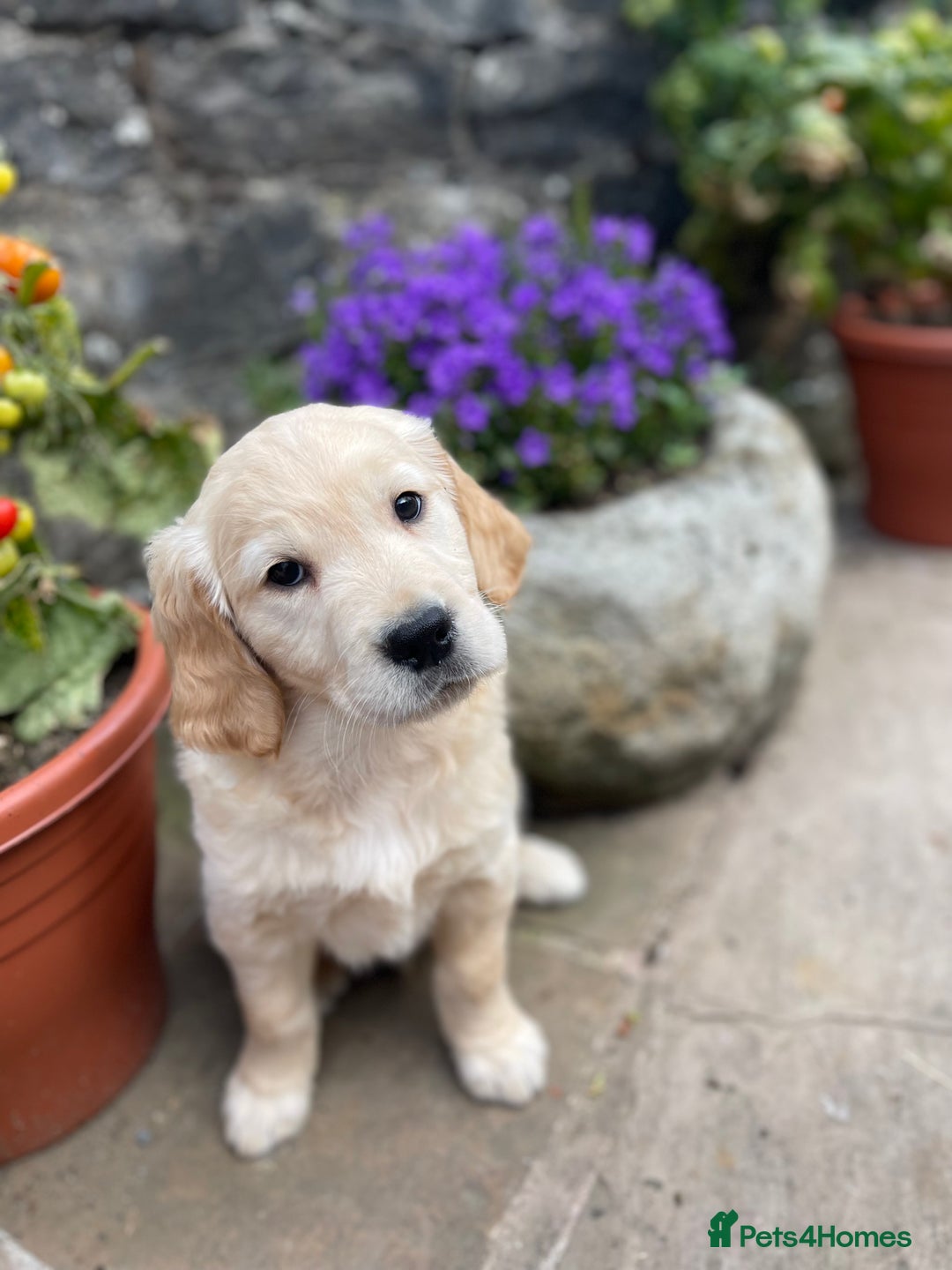 Golden Retriever dogs for sale: Beautiful litter of KC reg Golden Retriever pups  - Image 11