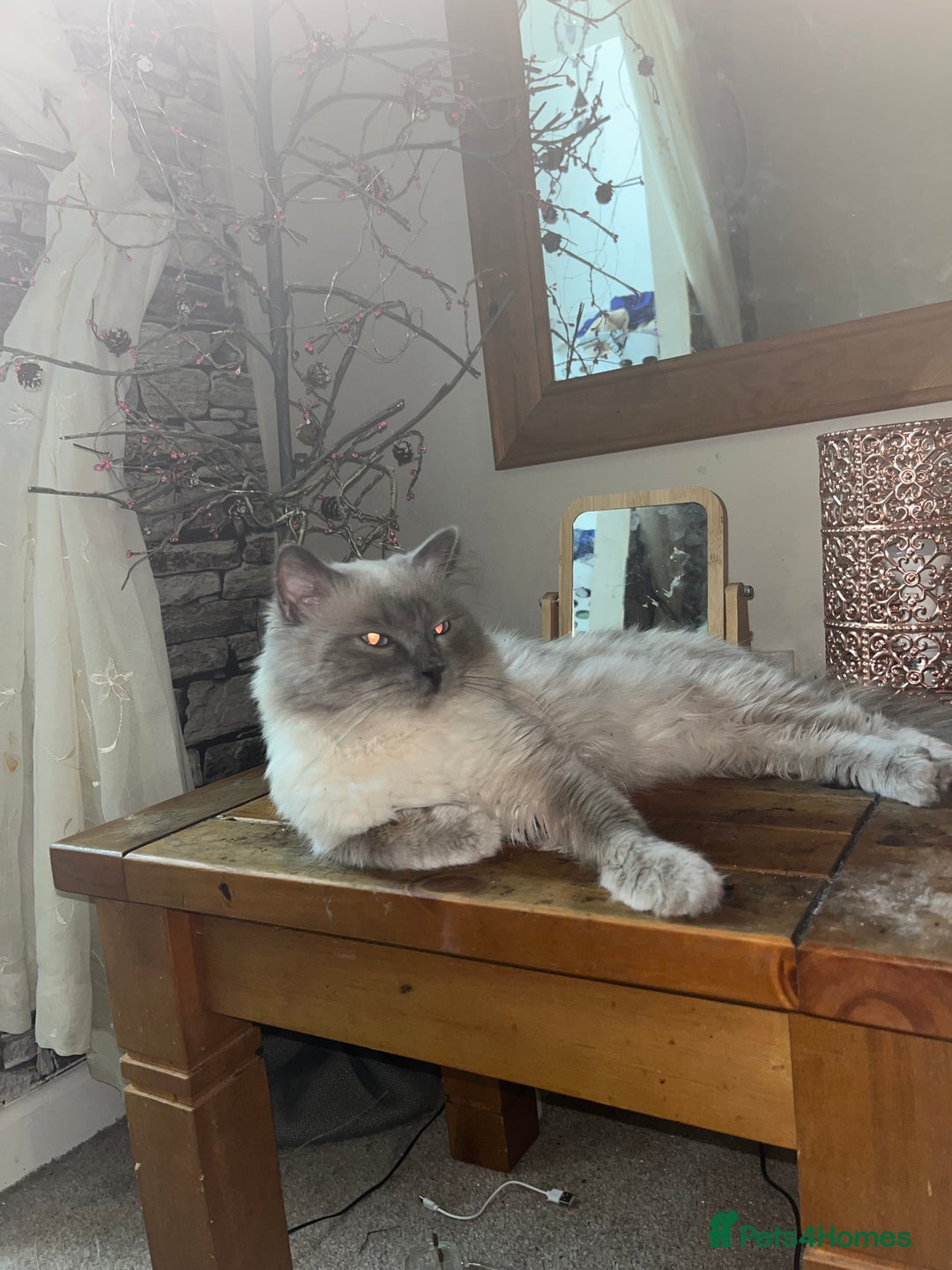 Ragdoll cats for sale: One blue point male ragdoll left  - Image 7