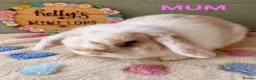 Mini Lop rabbits for sale: Purebred Mini Lops 🐰  - Advert 6